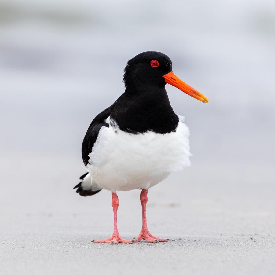 The Oystercatcher At The Bay, Mijas Costa Ngoại thất bức ảnh